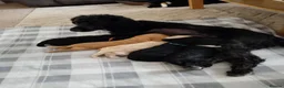 Cockapoo dogs for sale:  Beautiful Cockapoo puppies for sale F1B - Advert 7