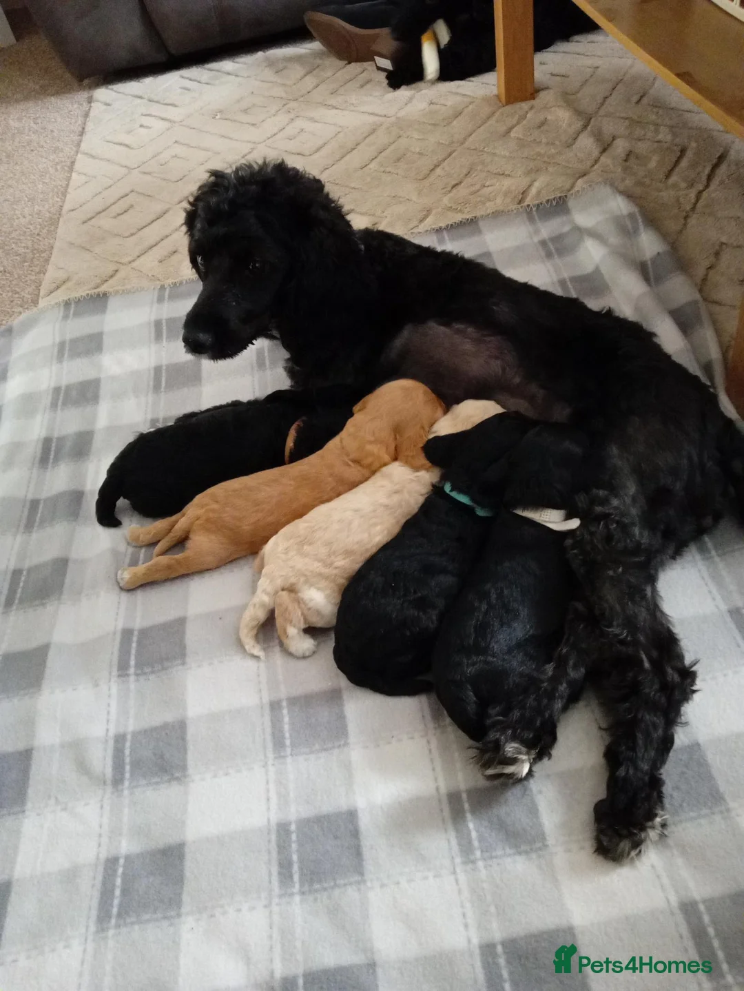 Cockapoo dogs for sale:  Beautiful Cockapoo puppies for sale F1B - Advert 7