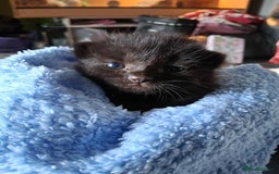 British Longhair cats for sale: Bibbles the kitten - Image 4