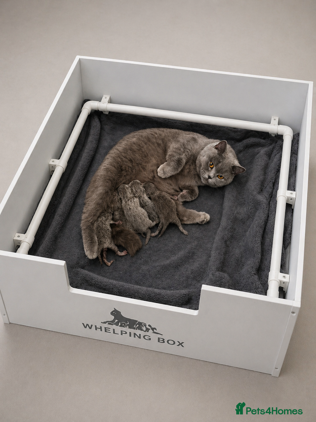 British Shorthair cats for sale: British shorthair beautiful male - Advert 3