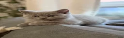 British Shorthair cats for sale: no deposit! VERY CUDDLY/LAP 100% Pure CHAMPIONS - Advert 18
