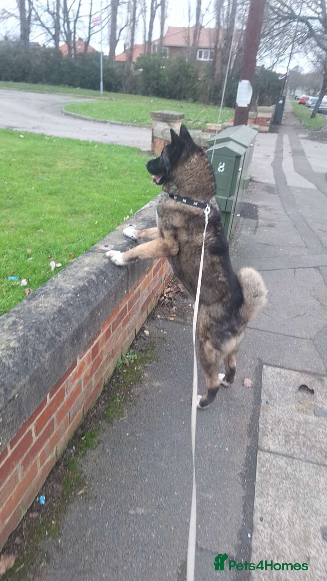 Akita dogs for sale: Loving home required  - Advert 3