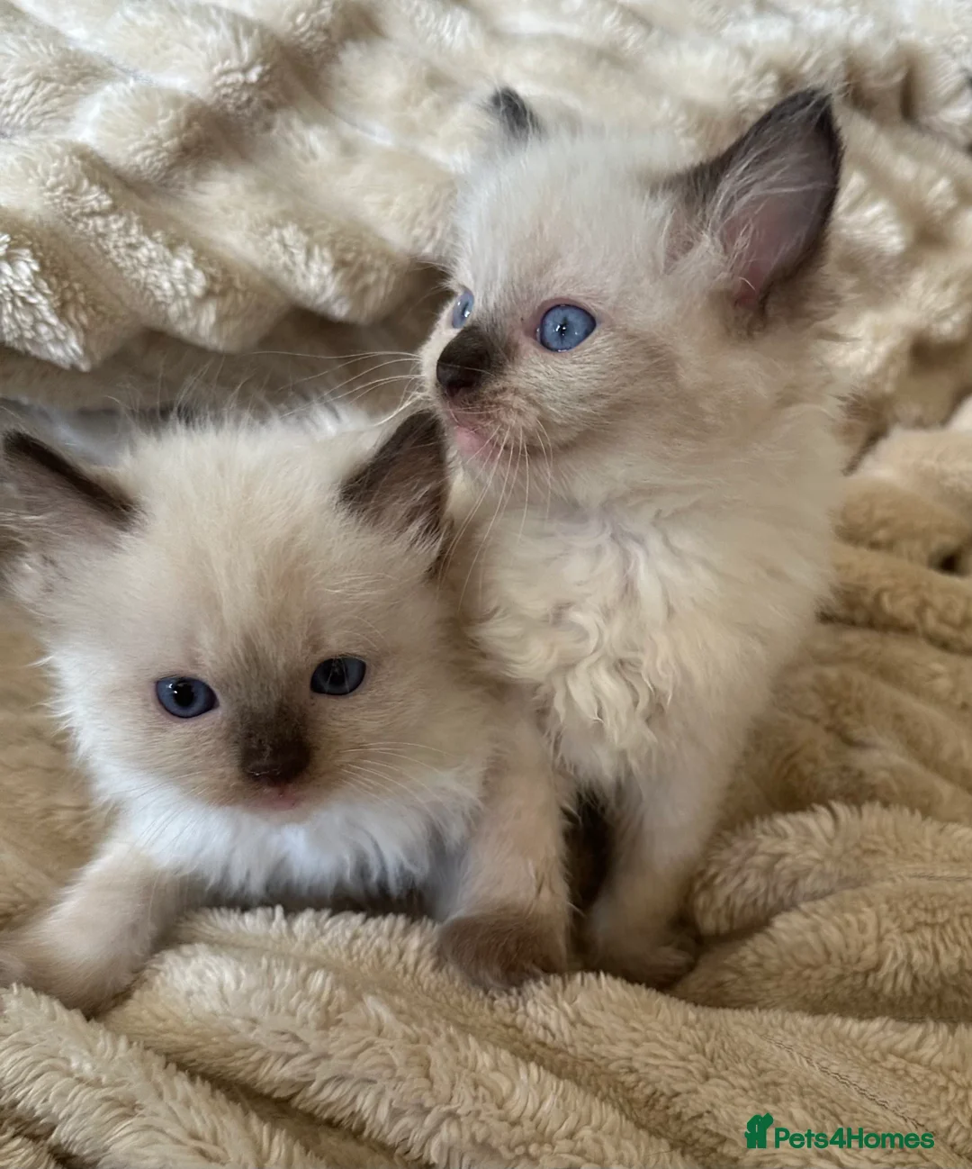 Ragdoll cats for sale: Ragdoll Babys  - Image 1