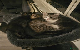 Persian cats for sale: Tabby female with full set up ready to go. - Image 9