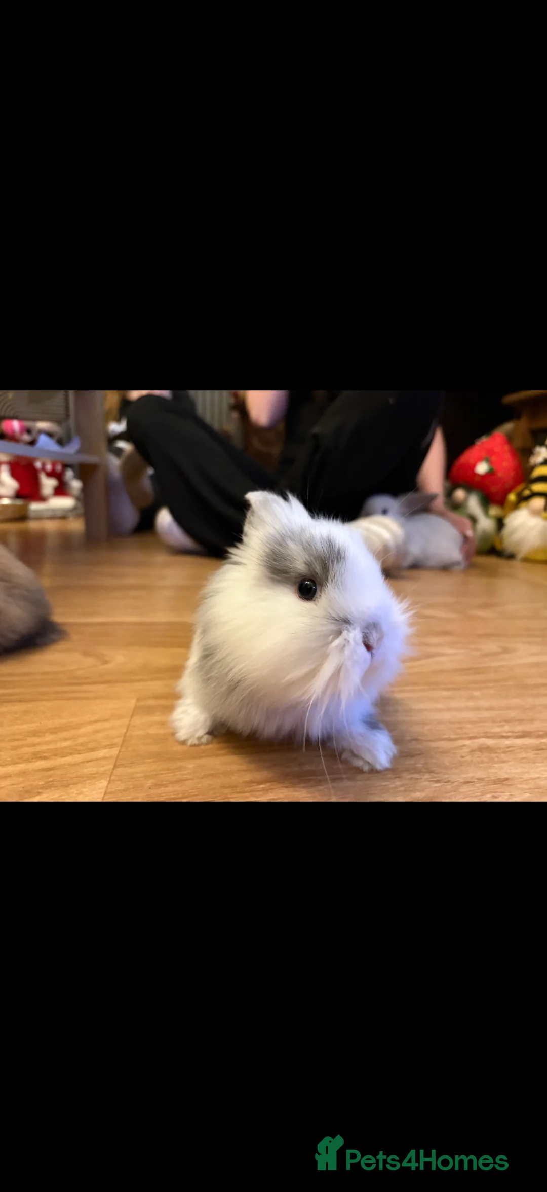 Lionhead rabbits for sale: Female rabbit for sale  in Clacton-on-Sea - Advert 2