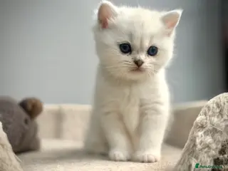 British Shorthair cats BSH British Shorthair black tipped(silver shaded) - Advert 1