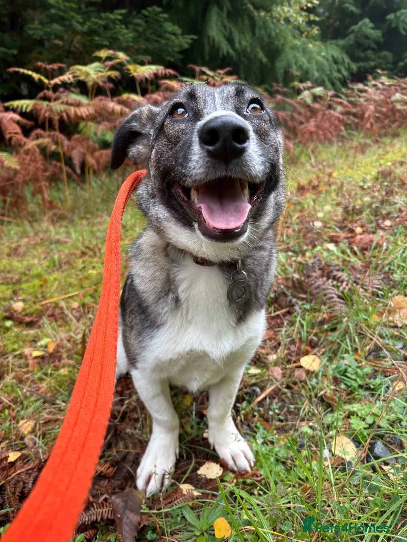 Mixed Breed dogs Olivia - Norwich Norfolk  - Advert 1