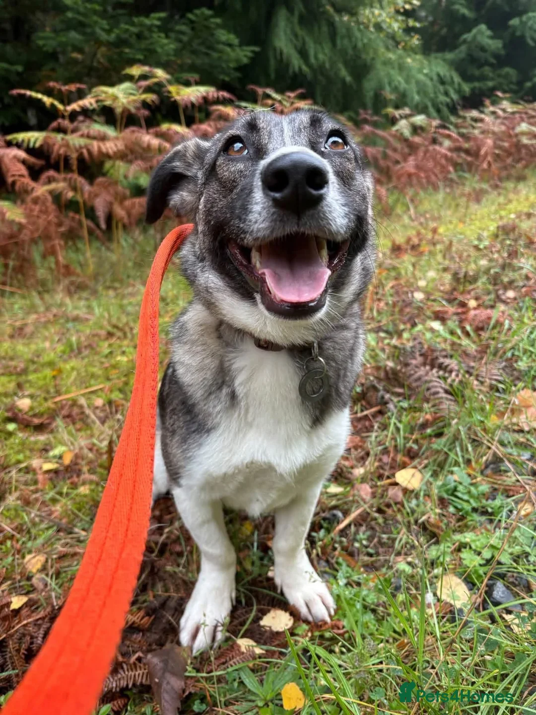 Mixed Breed dogs for adoption: Olivia - Norwich Norfolk  - Advert 1