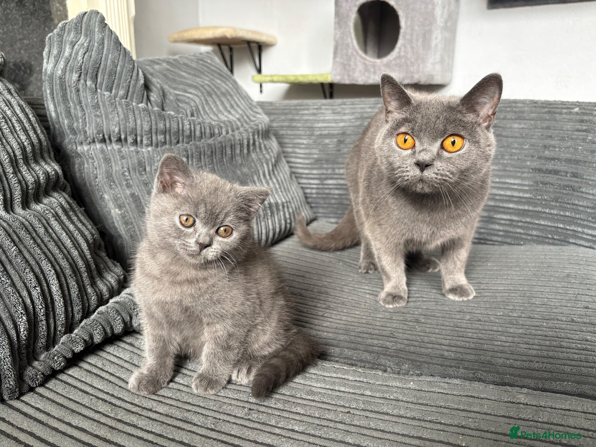 British Shorthair cats *Reduced* British Shorthair Kitten - Advert 10