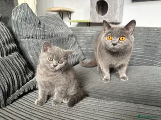 British Shorthair cats *Reduced* British Shorthair Kitten - Advert 10