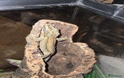 Gecko reptiles for sale: Geckos for sale - Image 2