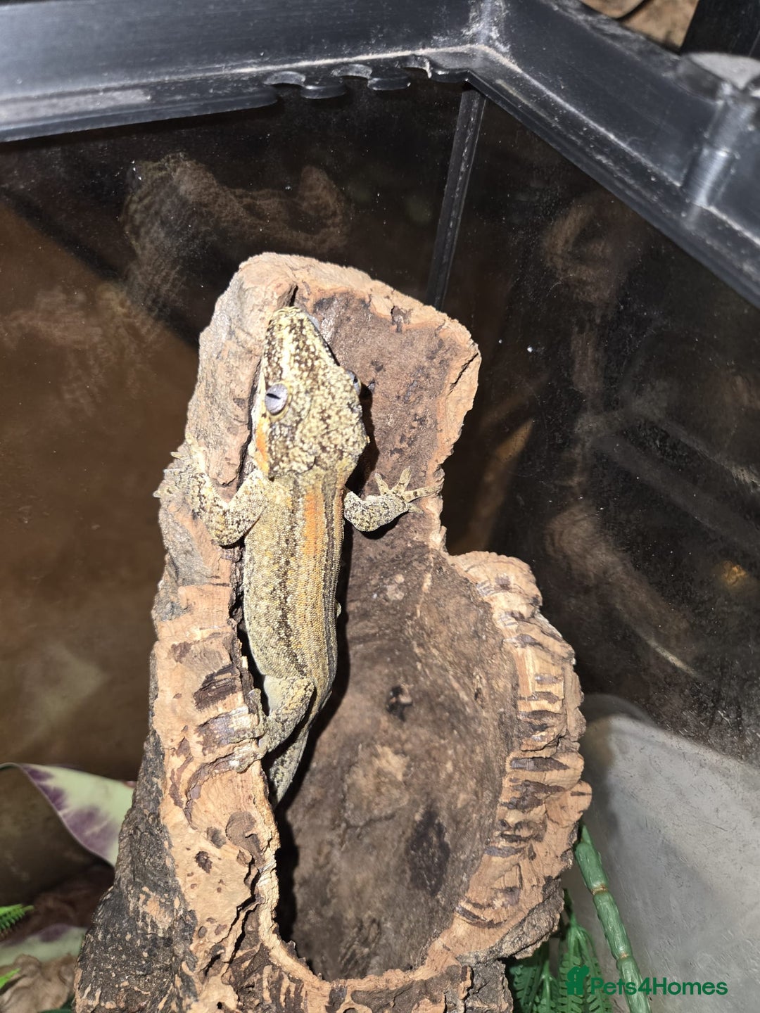 Gecko reptiles for sale: Geckos for sale - Image 2