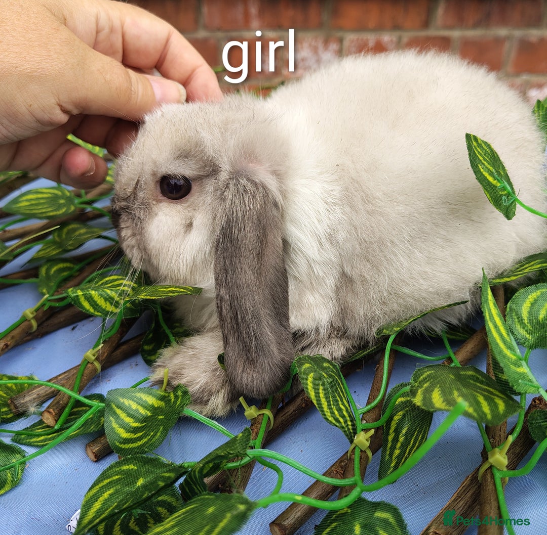 Mini Lop rabbits for sale: Lionhead, mini lop and baby mini lop in Selby - Image 2