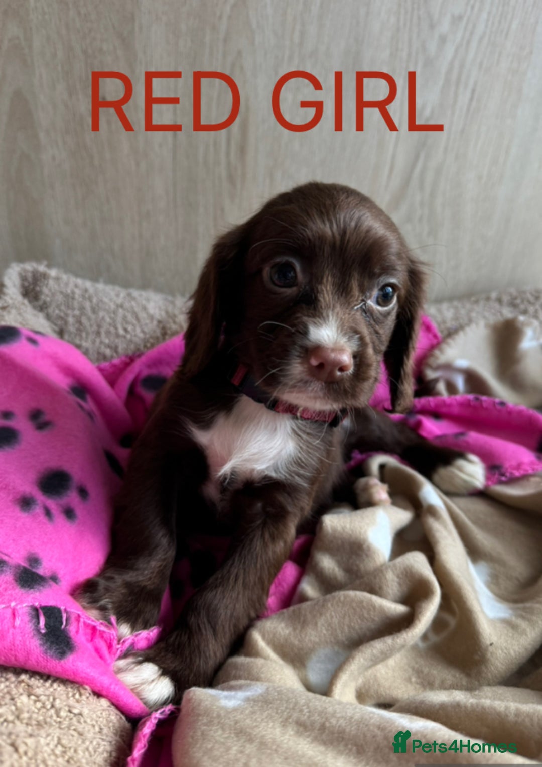 Cocker Spaniel dogs for sale: 5 beautiful kc working cocker spaniels  - Image 4