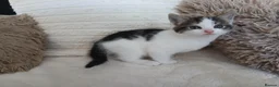 Mixed Breed cats for sale: Kittens for sale  in Middlesbrough - Advert 3