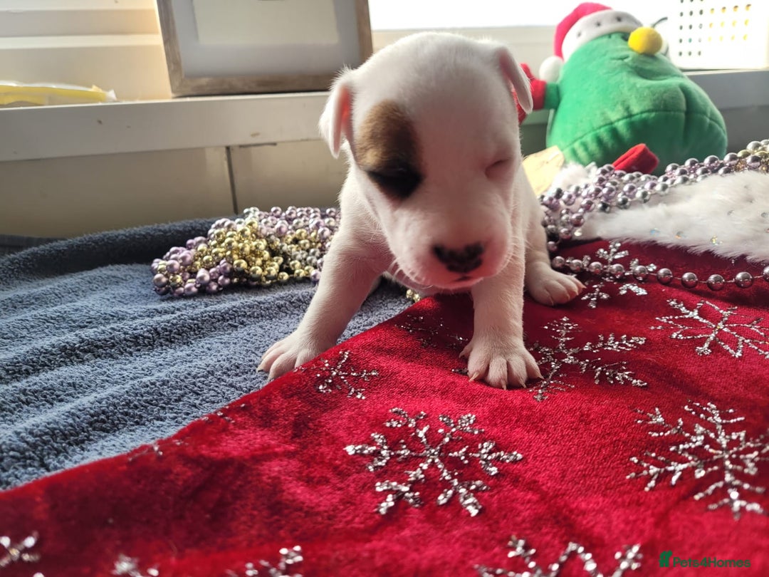 Parson Russell dogs for sale: Parsons terrier 3 boys 1 girl - Advert 9