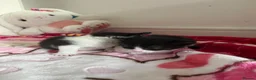 Bramble cats for sale: Kittens for sale  in Hamilton - Advert 4