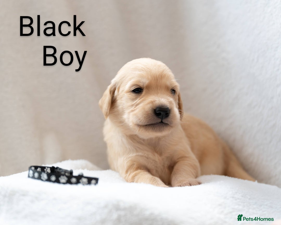Golden Retriever dogs for sale: Golden Retiever Puppies   - Image 5
