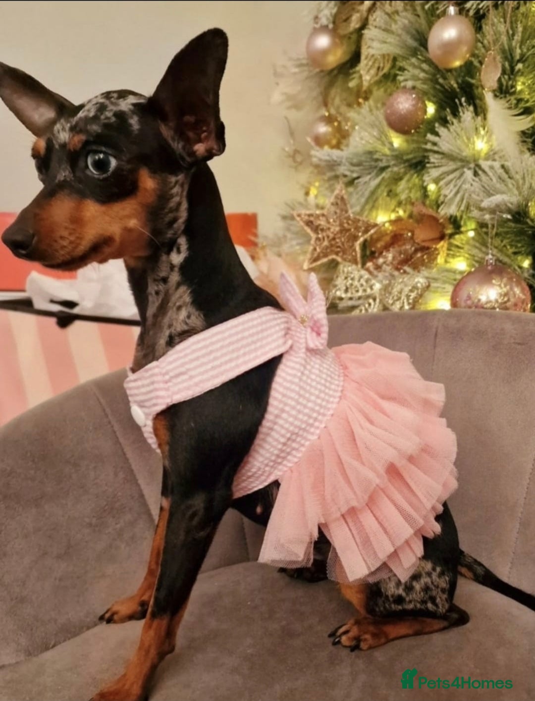 Miniature Pinscher dogs for sale: Miniature pinscher  - Image 5