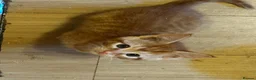 Mixed Breed cats for sale: Ginger mix with ragdoll  - Advert 7