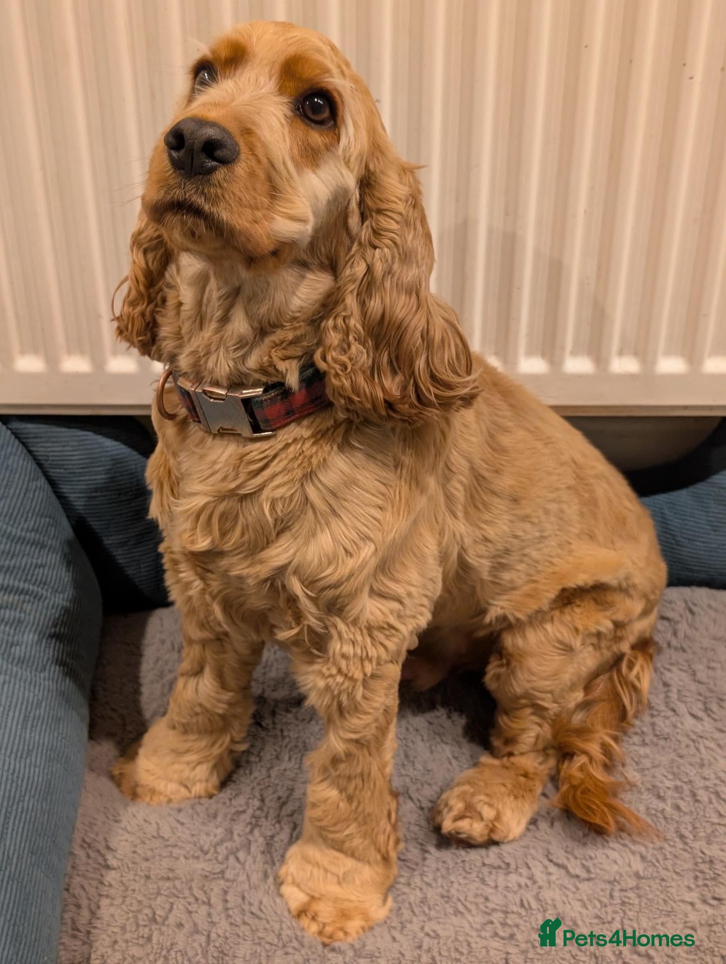 Cocker Spaniel dogs Confident Experienced Dog Dad Required!  - Advert 5