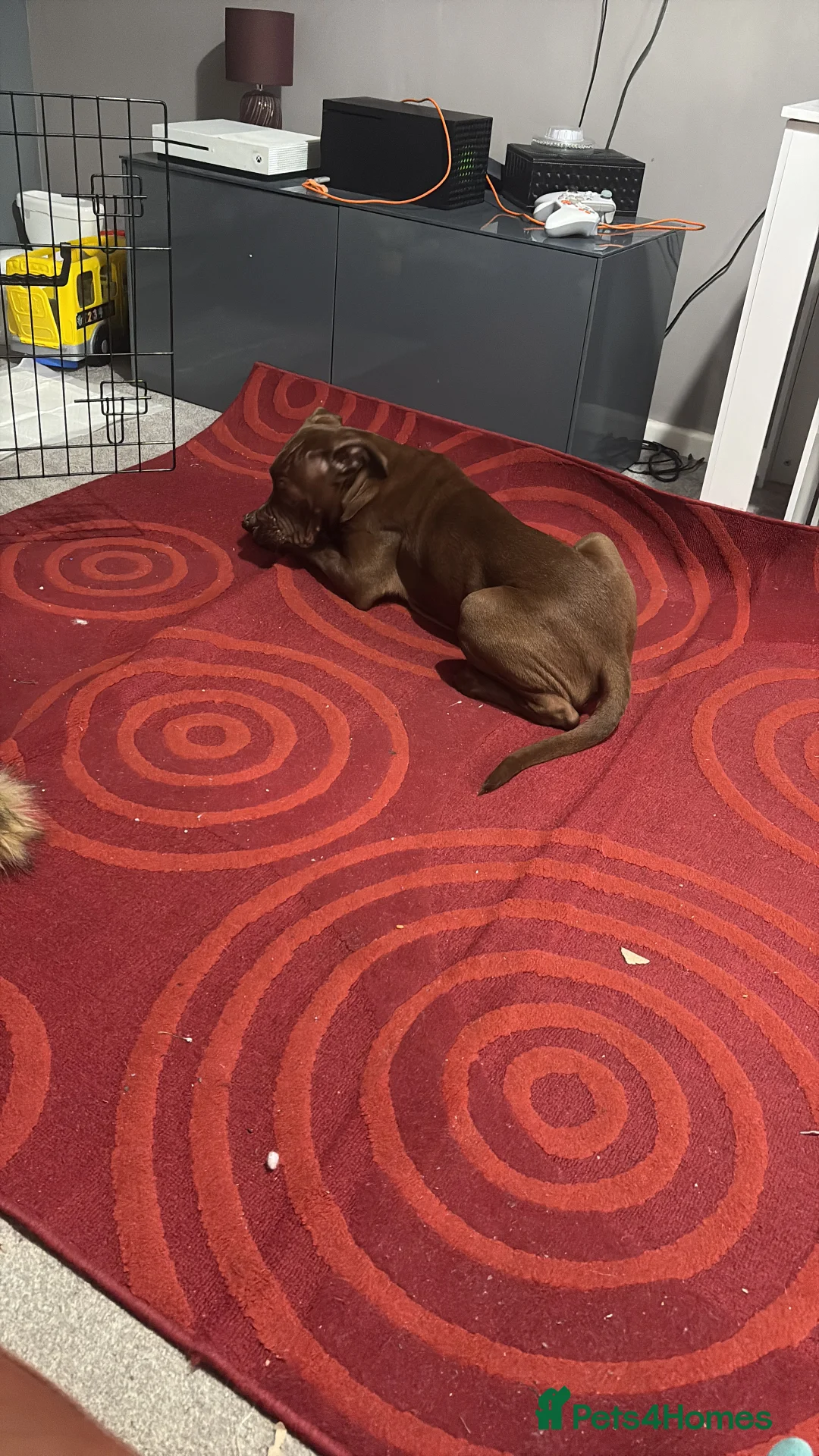 Mixed Breed dogs for sale: Cane corso mixed in Nottingham - Advert 2