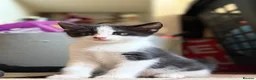 Mixed Breed cats for sale: Adorable black & white boy kittens - ready in 2wks - Advert 1