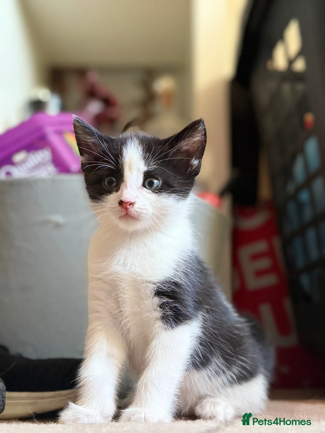 Mixed Breed cats for sale: Adorable black & white boy kittens - ready in 2wks - Advert 1