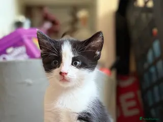 Mixed Breed cats Adorable black & white boy kittens - ready in 2wks - Advert 7