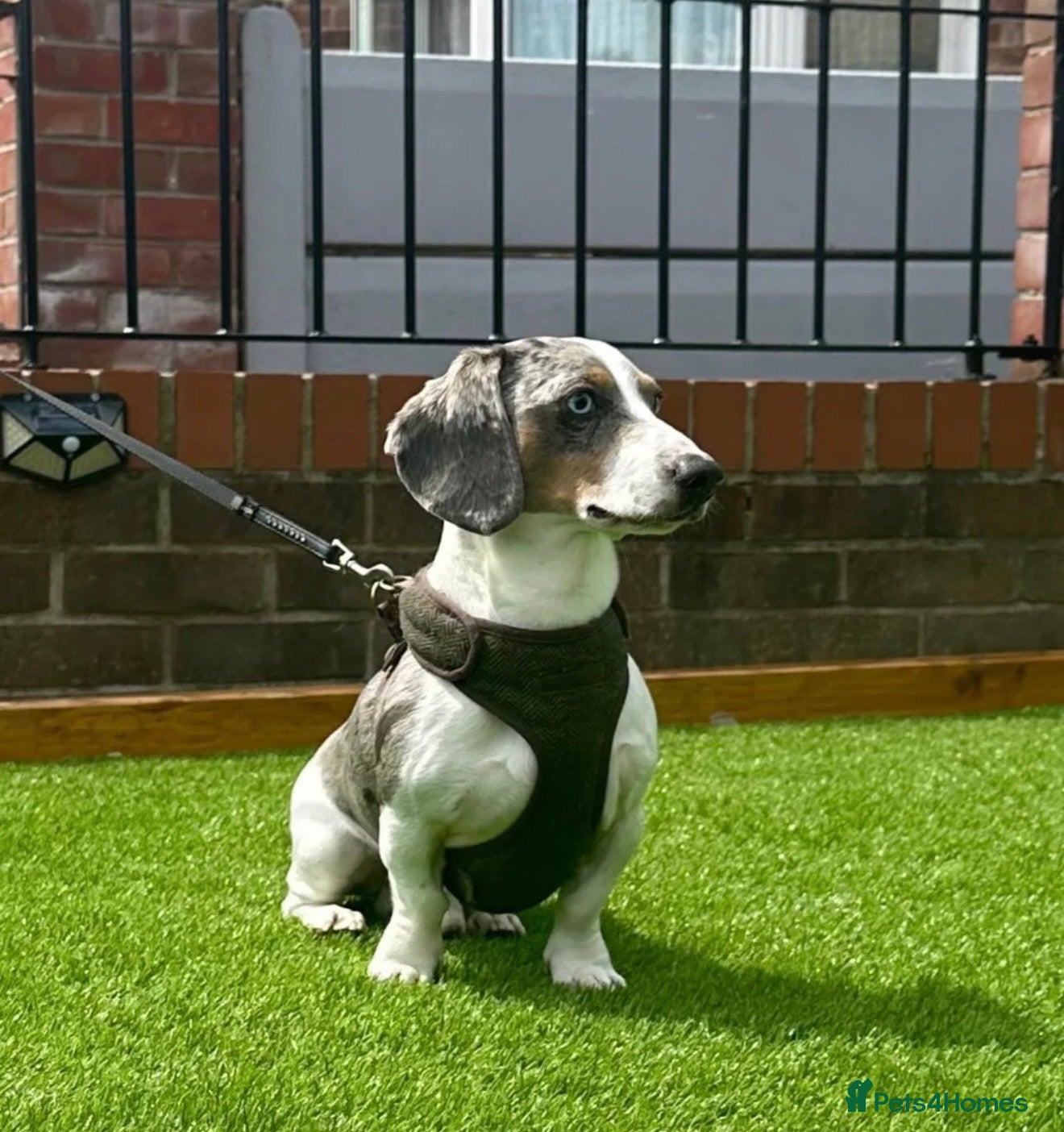 Miniature Dachshund dogs for sale: Miniature dachshund puppies - Advert 3