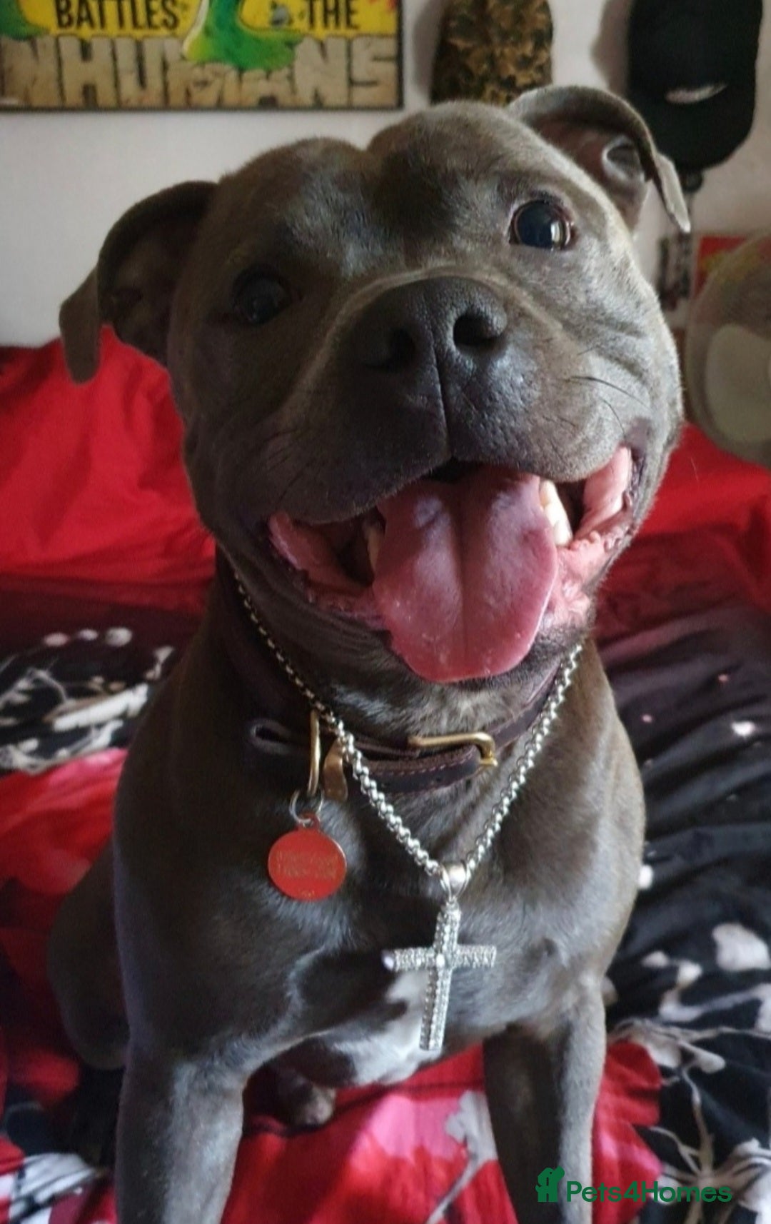Staffordshire Bull Terrier dogs STUD 7th GEN BLUE STAFF LOKI IS READY TO BREED - Advert 1