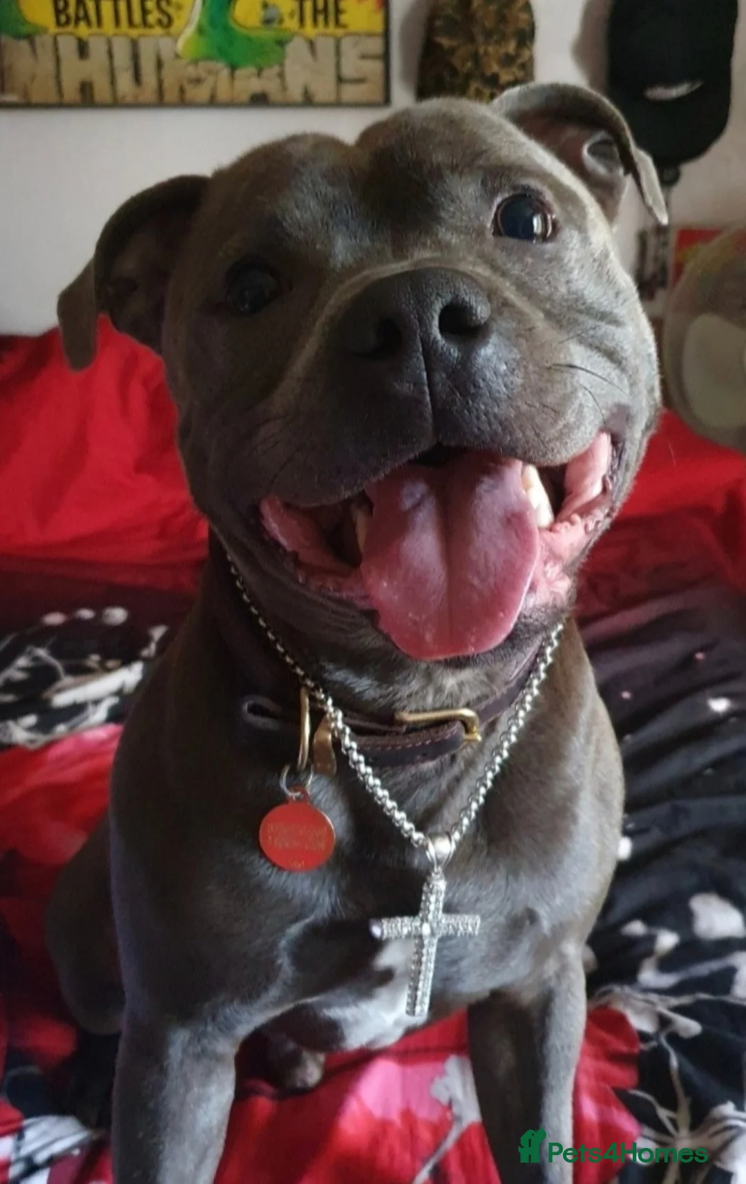 Staffordshire Bull Terrier dogs for stud: STUD 7th GEN BLUE STAFF LOKI IS READY TO BREED in Harrogate - Advert 1