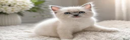 Ragdoll cats for sale: 👑Grand Champion Bloodlines Ragdoll Kittens👑 - Advert 19