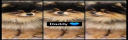 Pomeranian dogs for sale: Pomeranian 6 weeks   - Advert 20