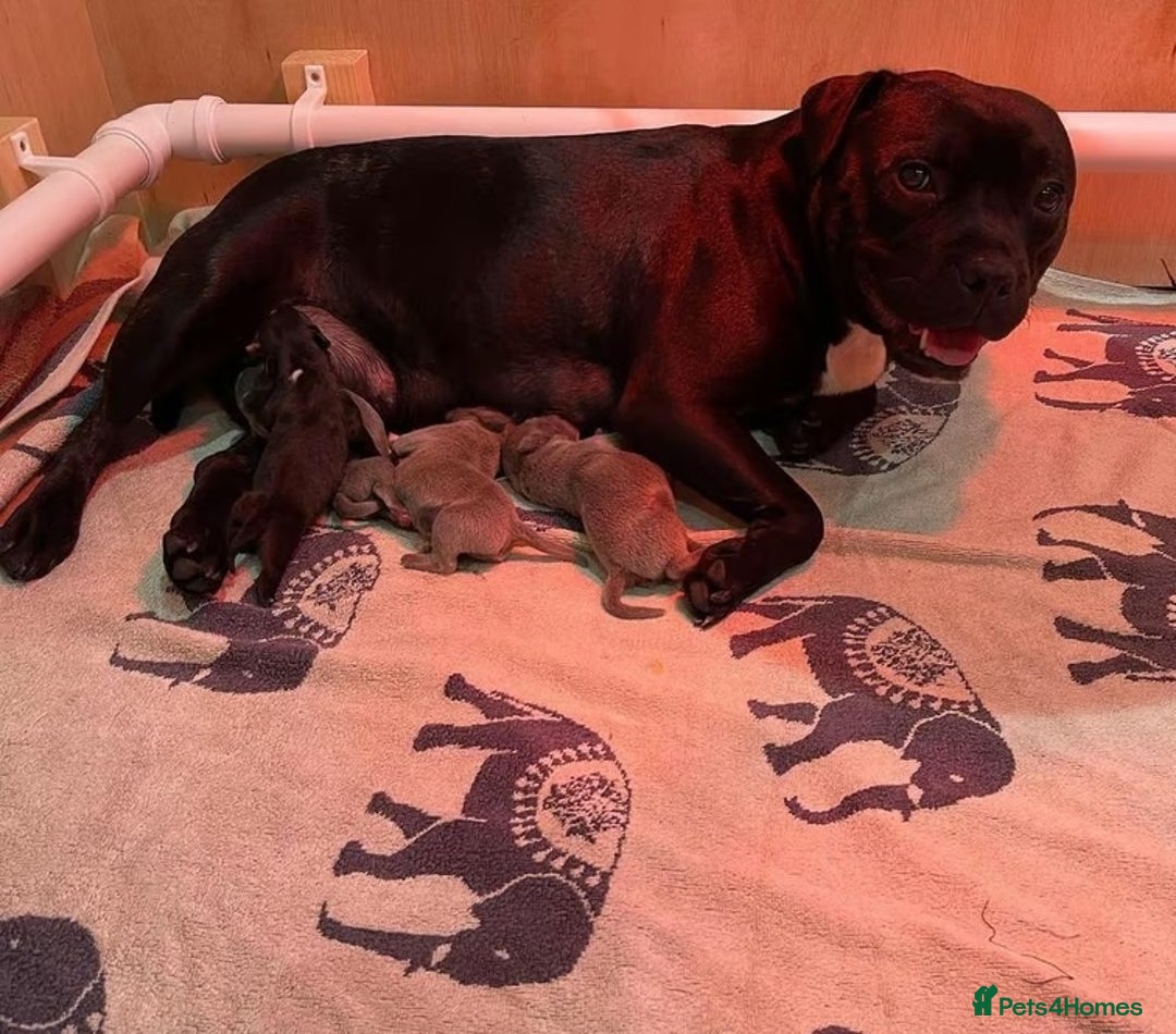 Staffordshire Bull Terrier dogs for sale: Healthy Favoured Blue Staffys for sale.  - Image 11