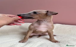 Italian Greyhound dogs for sale: Kc registered Italian greyhounds  - Image 3