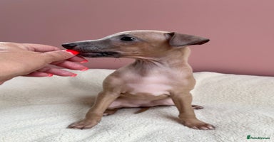 Italian Greyhound dogs - Advert 15