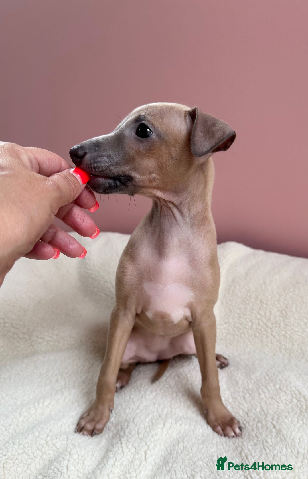 Italian Greyhound dogs for sale: Kc registered Italian greyhounds  - Image 3