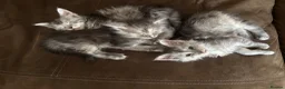 Maine Coon cats for sale: 🐾 Exceptional TICA Registered Maine Coons 🐾 - Advert 10