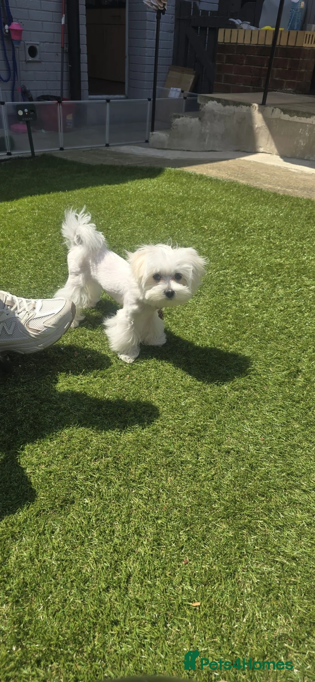 Maltese dogs for sale: Beautiful miniature female - Advert 2