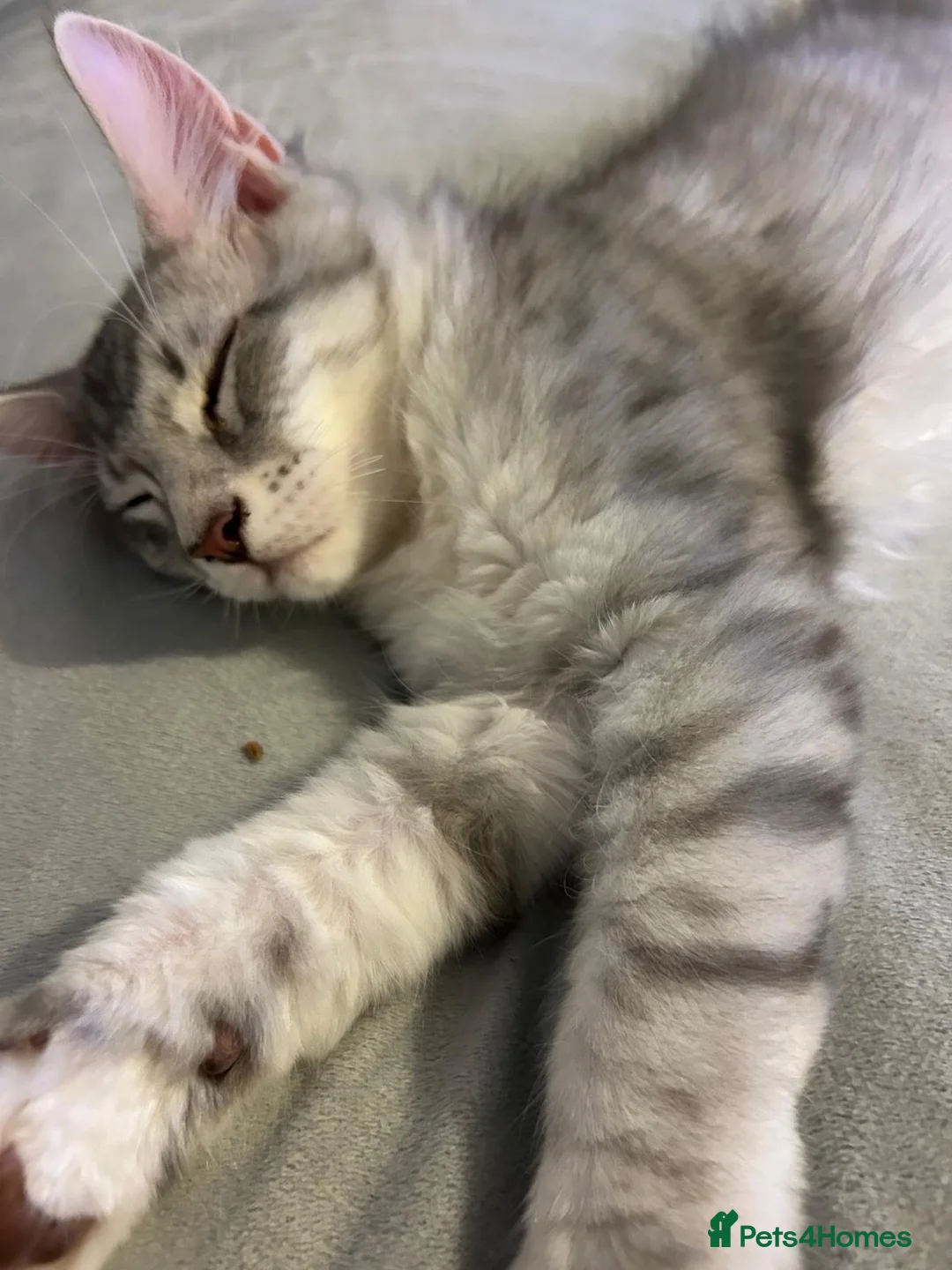 Maine Coon cats for sale: Last male TICA Pedigree Maine Coon Kitten - Advert 13