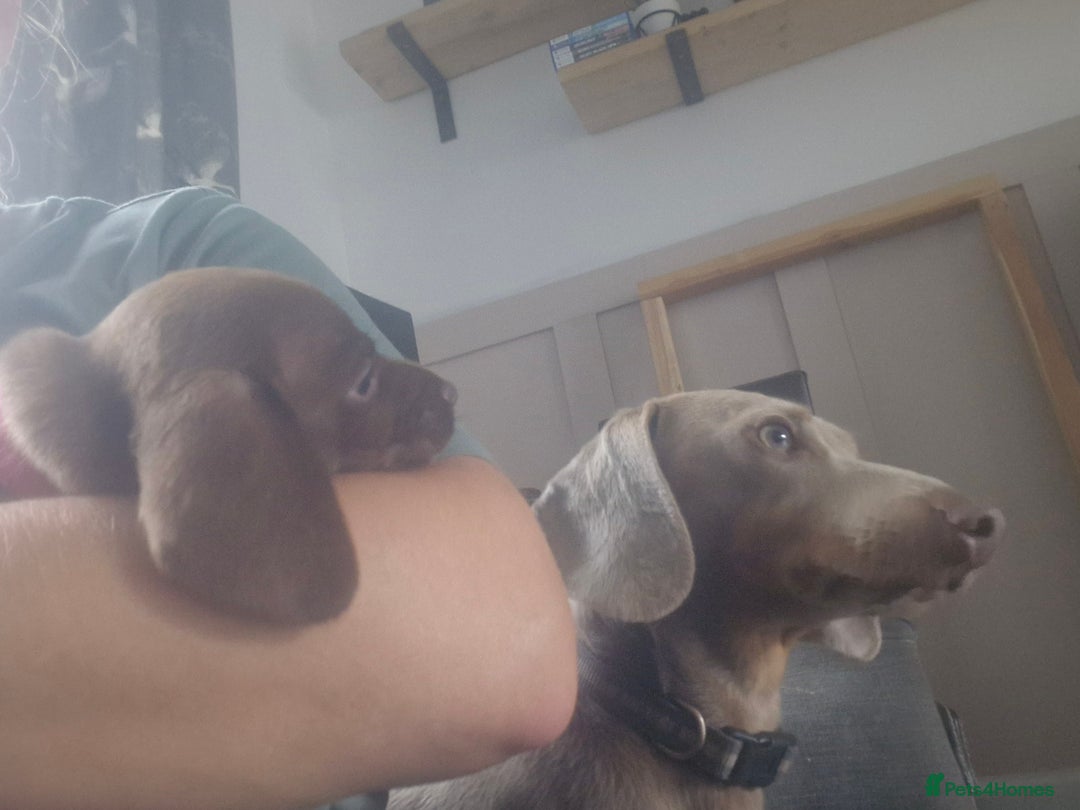Miniature Dachshund dogs for sale: Miniature dachshund  - Image 30