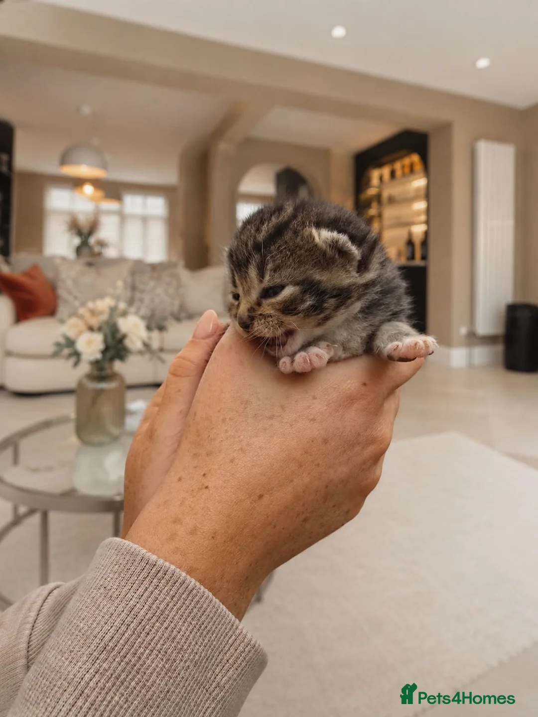 British Shorthair cats for sale: 4 Gorgeous Kittens in Worcester - Advert 2