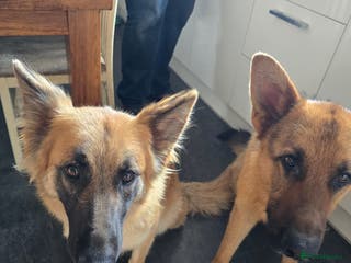 German Shepherd dogs KC Reg German Shepard's - Advert 7