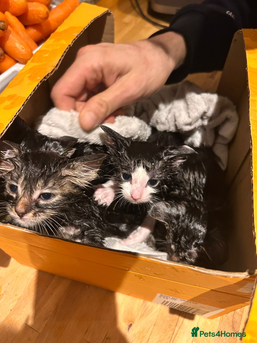 Mixed Breed cats for sale: Soft, Sweet, and Full of Fun…. - Advert 4