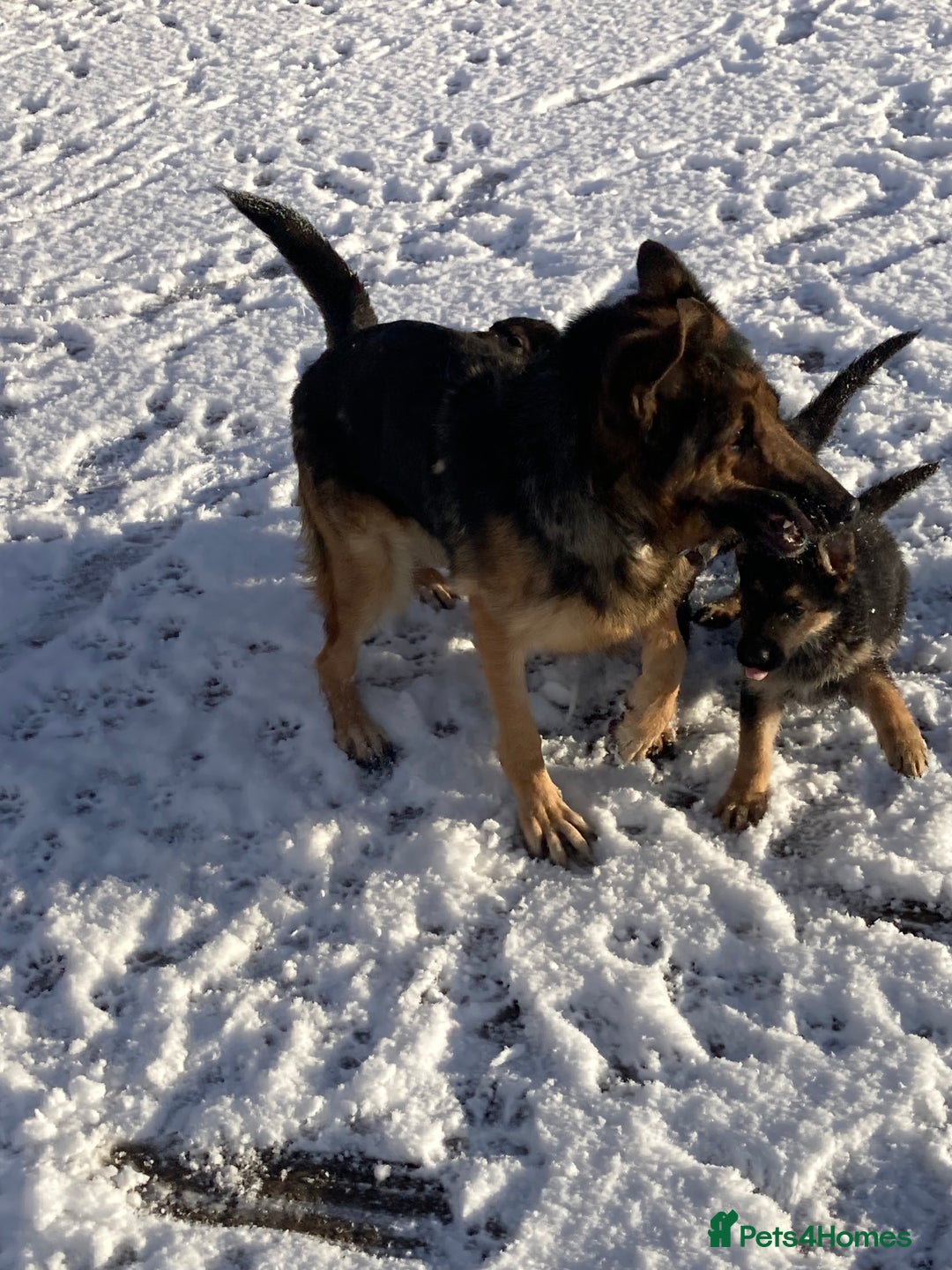 German Shepherd dogs for sale: Purebred German Shepard Male Puppies - Advert 1