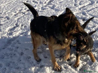 German Shepherd dogs Purebred German Shepard Male Puppies - Advert 8