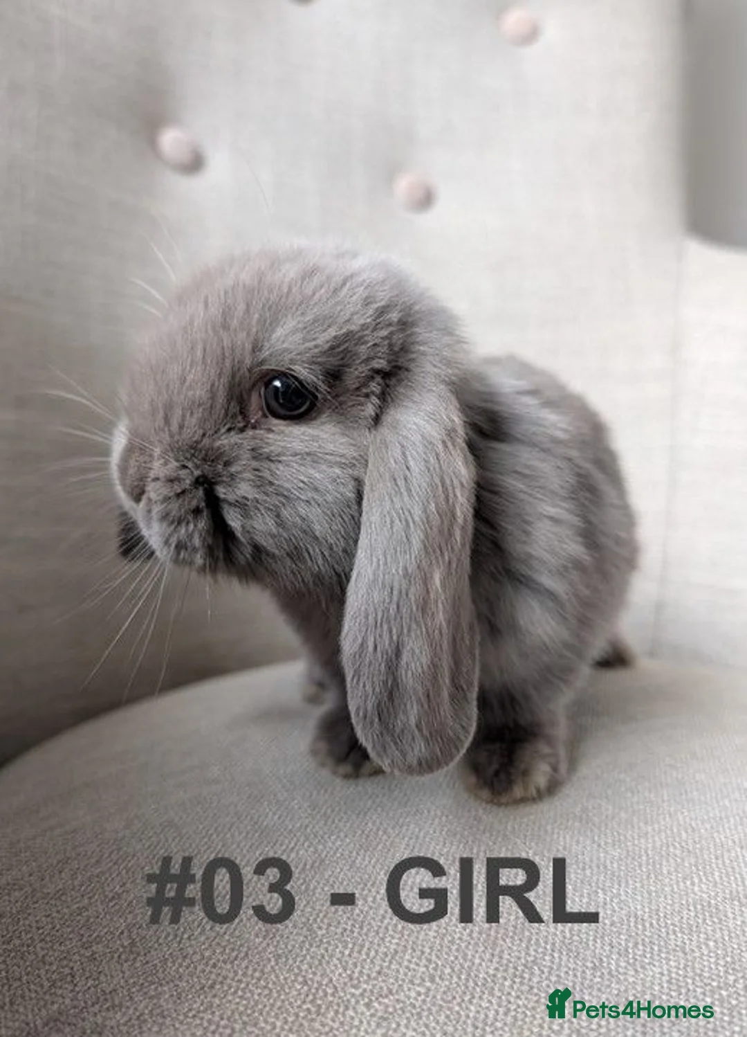 Mini Lop rabbits for sale: Exceptional Mini-Lops. Ready to Leave NOW - Advert 11