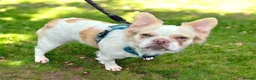 French Bulldog dogs for sale: Fluffy Newshade Choc/ Tan French Bulldog Puppies - Advert 9
