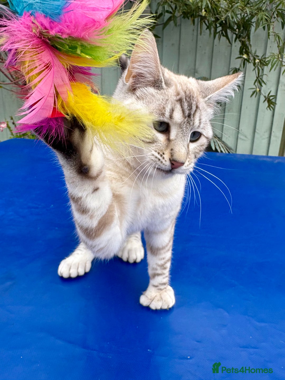 Keetso cats for sale: Gorgeous keetso female  - Image 13